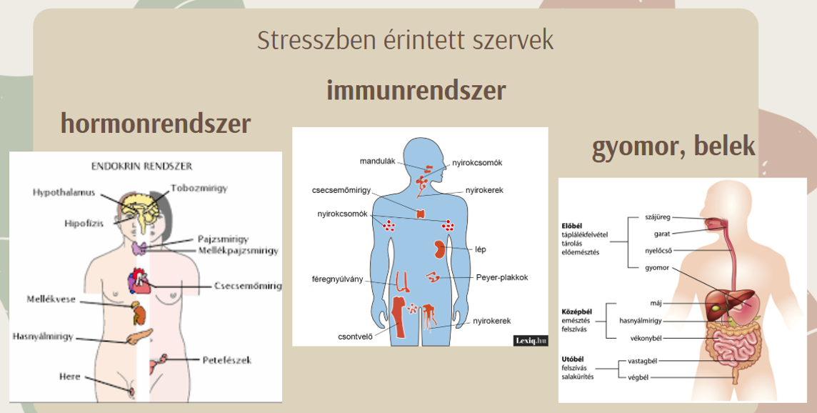 Stresszreakció a szervezetben